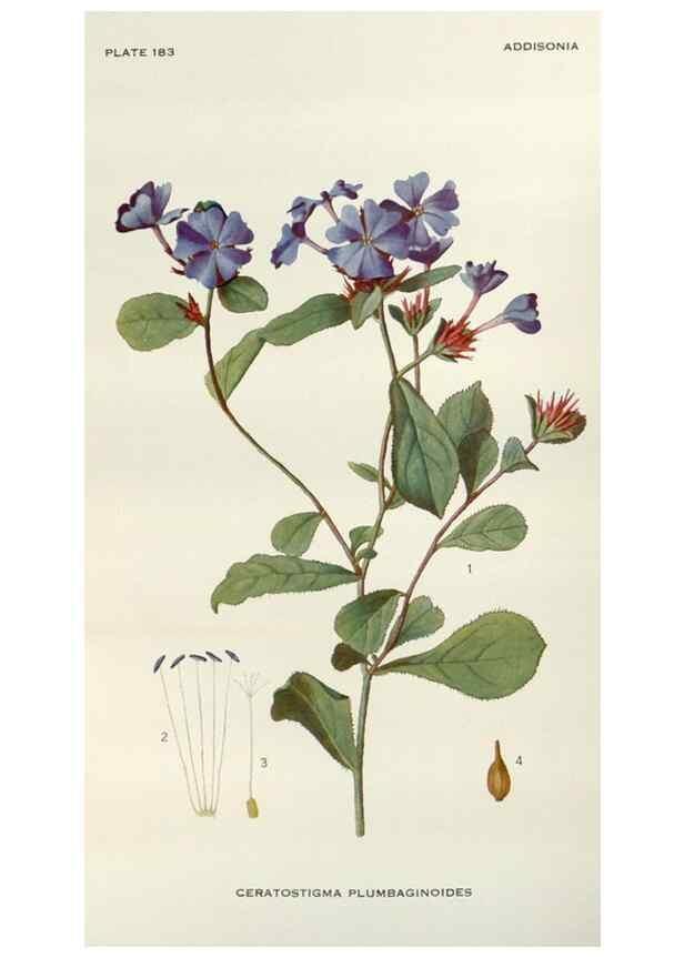 Reproducción/Reproduction 29397500043: Addisonia :. New York :New York Botanical Garden,1916-[1964].