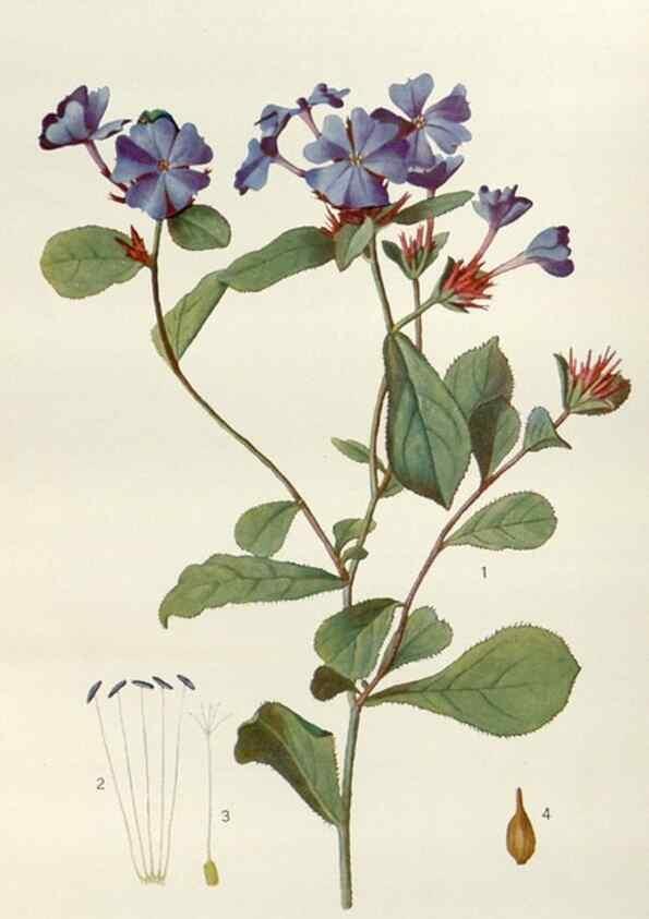 Reproducción/Reproduction 29397500043: Addisonia :. New York :New York Botanical Garden,1916-[1964].