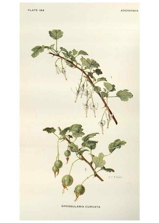Reproducción/Reproduction 29990027746: Addisonia :. New York :New York Botanical Garden,1916-[1964].