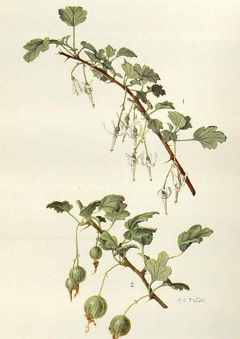 Reproducción/Reproduction 29990027746: Addisonia :. New York :New York Botanical Garden,1916-[1964].