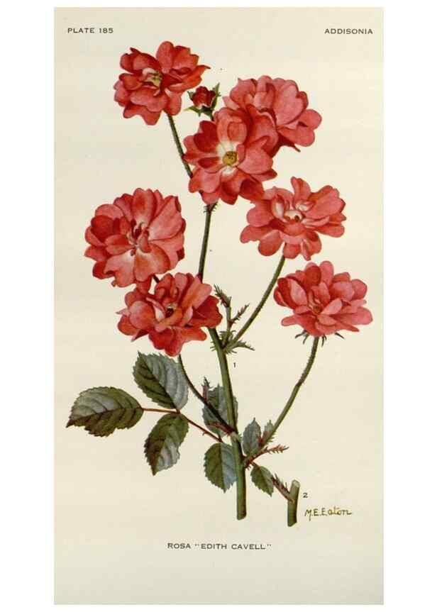 Reproducción/Reproduction 29990032756: Addisonia :. New York :New York Botanical Garden,1916-[1964].