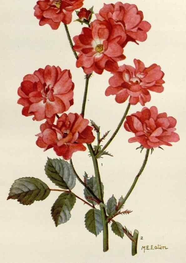 Reproducción/Reproduction 29990032756: Addisonia :. New York :New York Botanical Garden,1916-[1964].