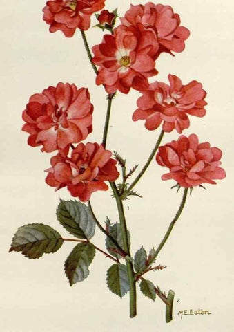Reproducción/Reproduction 29990032756: Addisonia :. New York :New York Botanical Garden,1916-[1964].