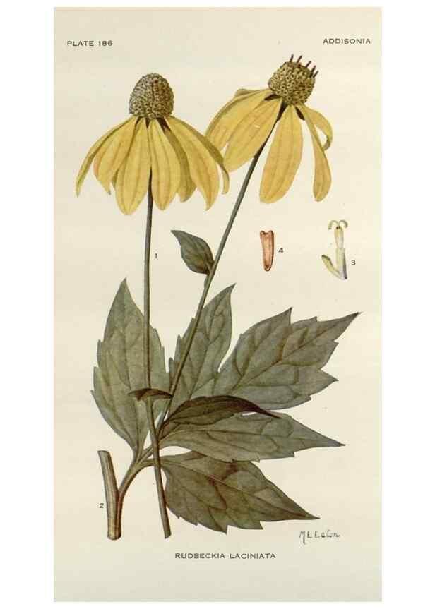 Reproducción/Reproduction 29990037336: Addisonia :. New York :New York Botanical Garden,1916-[1964].