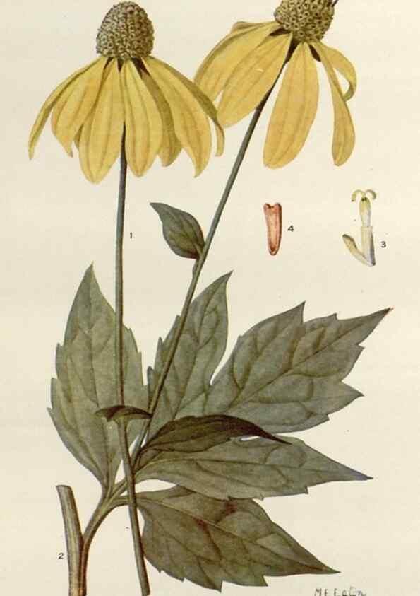 Reproducción/Reproduction 29990037336: Addisonia :. New York :New York Botanical Garden,1916-[1964].