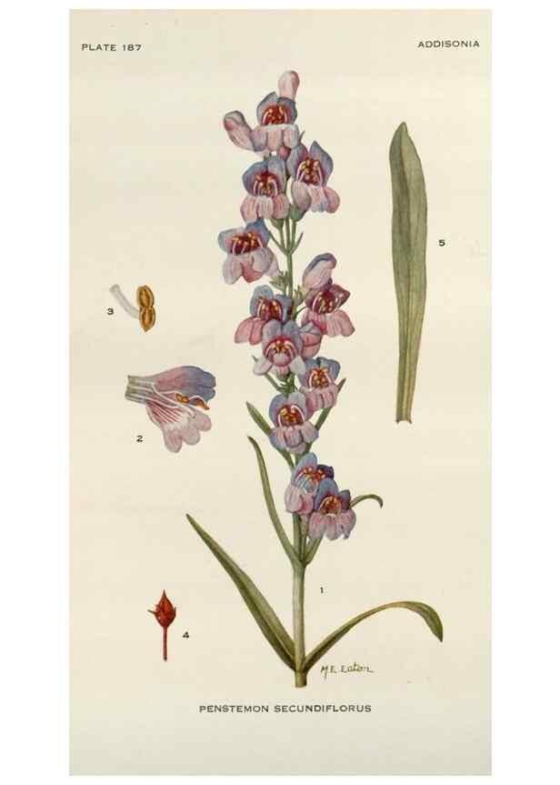 Reproducción/Reproduction 29990040946: Addisonia :. New York :New York Botanical Garden,1916-[1964].