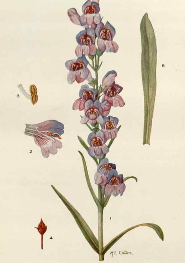 Reproducción/Reproduction 29990040946: Addisonia :. New York :New York Botanical Garden,1916-[1964].