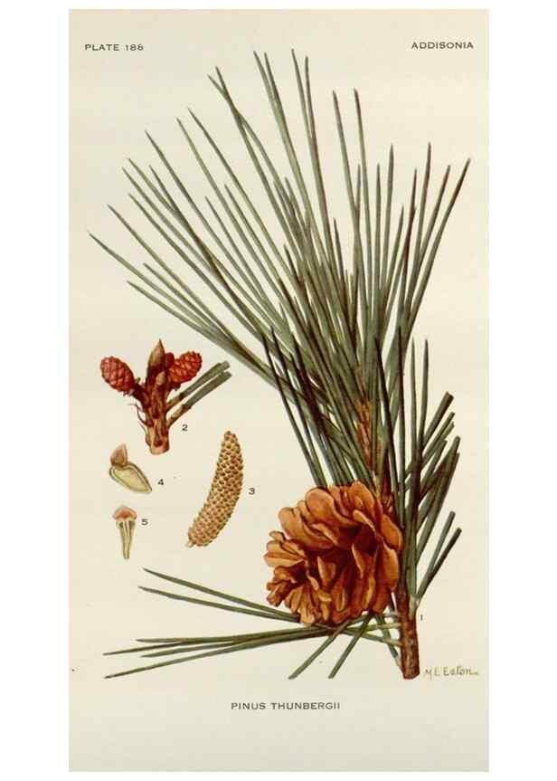 Reproducción/Reproduction 29990044826: Addisonia :. New York :New York Botanical Garden,1916-[1964].