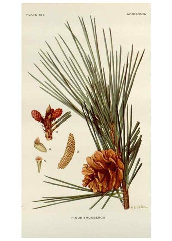Reproducción/Reproduction 29990044826: Addisonia :. New York :New York Botanical Garden,1916-[1964].