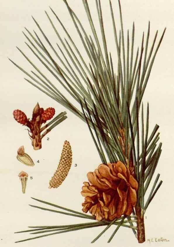 Reproducción/Reproduction 29990044826: Addisonia :. New York :New York Botanical Garden,1916-[1964].