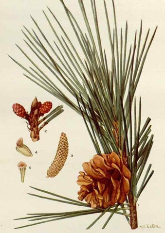 Reproducción/Reproduction 29990044826: Addisonia :. New York :New York Botanical Garden,1916-[1964].