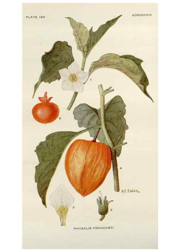 Reproducción/Reproduction 29990048206: Addisonia :. New York :New York Botanical Garden,1916-[1964].
