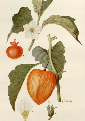 Reproducción/Reproduction 29990048206: Addisonia :. New York :New York Botanical Garden,1916-[1964].