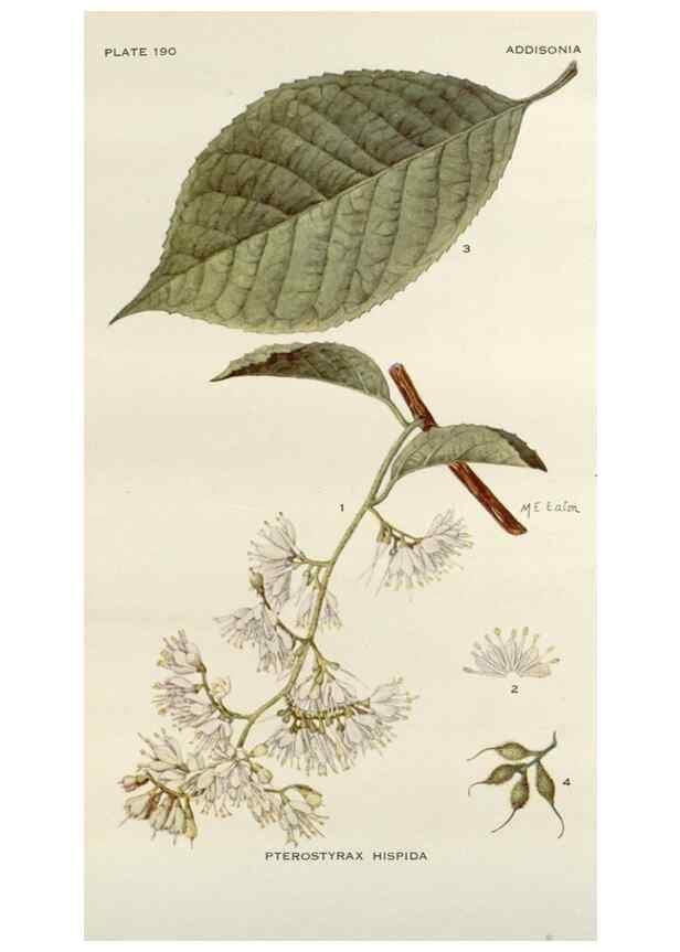 Reproducción/Reproduction 29396223114: Addisonia :. New York :New York Botanical Garden,1916-[1964].