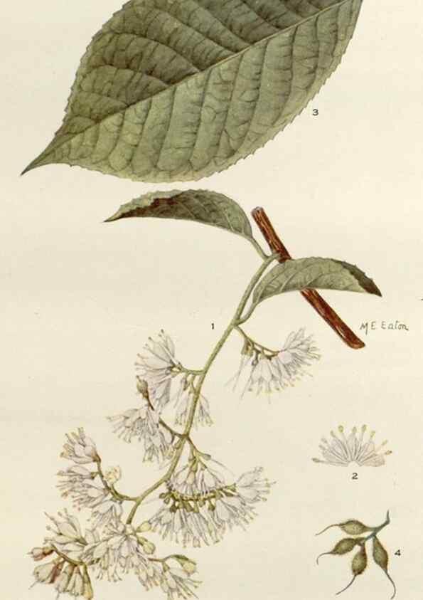 Reproducción/Reproduction 29396223114: Addisonia :. New York :New York Botanical Garden,1916-[1964].