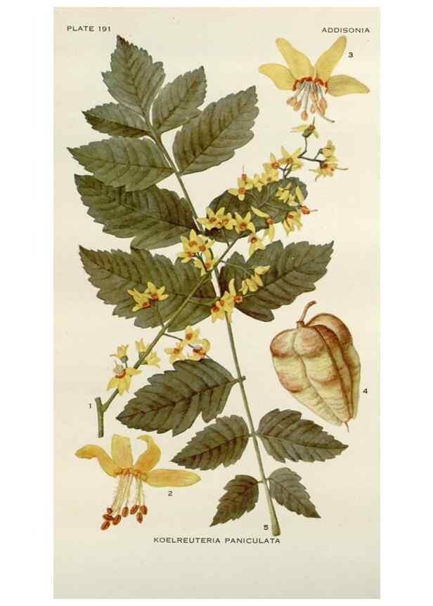 Reproducción/Reproduction 29990057056: Addisonia :. New York :New York Botanical Garden,1916-[1964].