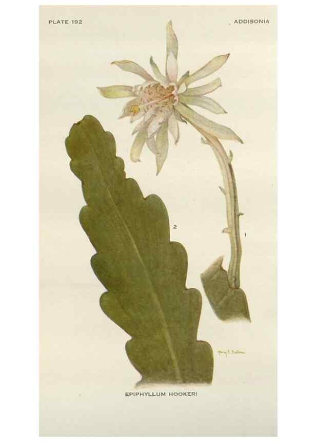 Reproducción/Reproduction 29990061316: Addisonia :. New York :New York Botanical Garden,1916-[1964].