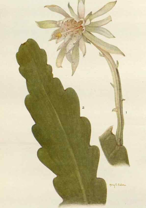 Reproducción/Reproduction 29990061316: Addisonia :. New York :New York Botanical Garden,1916-[1964].