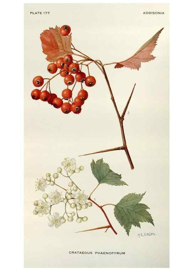 Reproducción/Reproduction 29730008820: Addisonia :. New York :New York Botanical Garden,1916-[1964].