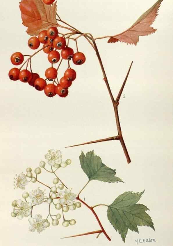 Reproducción/Reproduction 29730008820: Addisonia :. New York :New York Botanical Garden,1916-[1964].