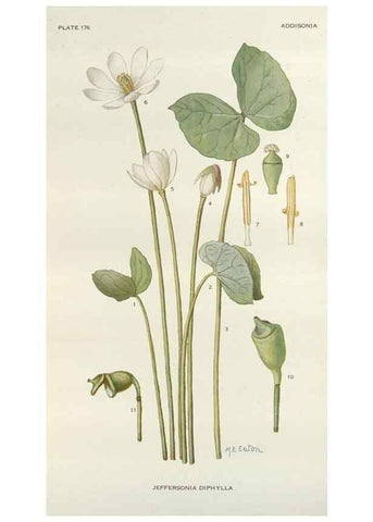 Reproducción/Reproduction 29730000980: Addisonia :. New York :New York Botanical Garden,1916-[1964].
