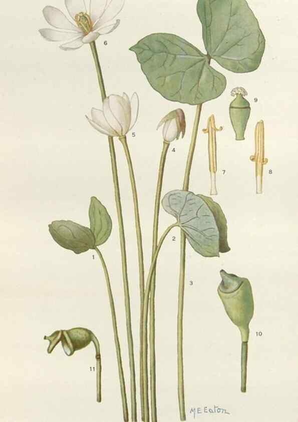 Reproducción/Reproduction 29730000980: Addisonia :. New York :New York Botanical Garden,1916-[1964].
