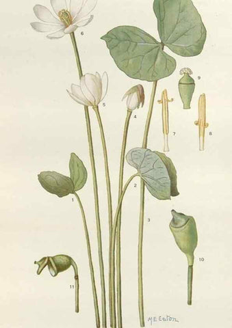 Reproducción/Reproduction 29730000980: Addisonia :. New York :New York Botanical Garden,1916-[1964].
