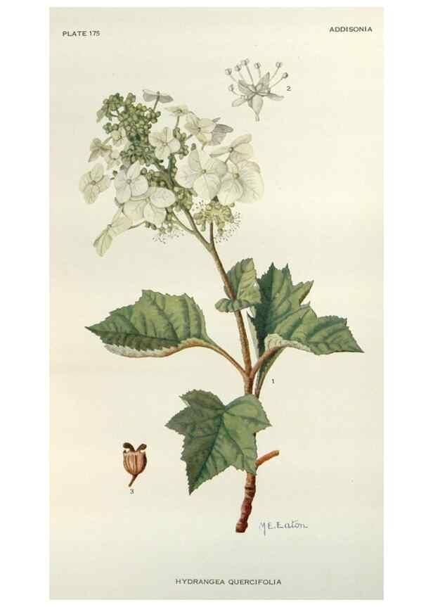 Reproducción/Reproduction 29729995030: Addisonia :. New York :New York Botanical Garden,1916-[1964].