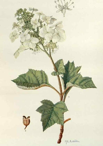 Reproducción/Reproduction 29729995030: Addisonia :. New York :New York Botanical Garden,1916-[1964].