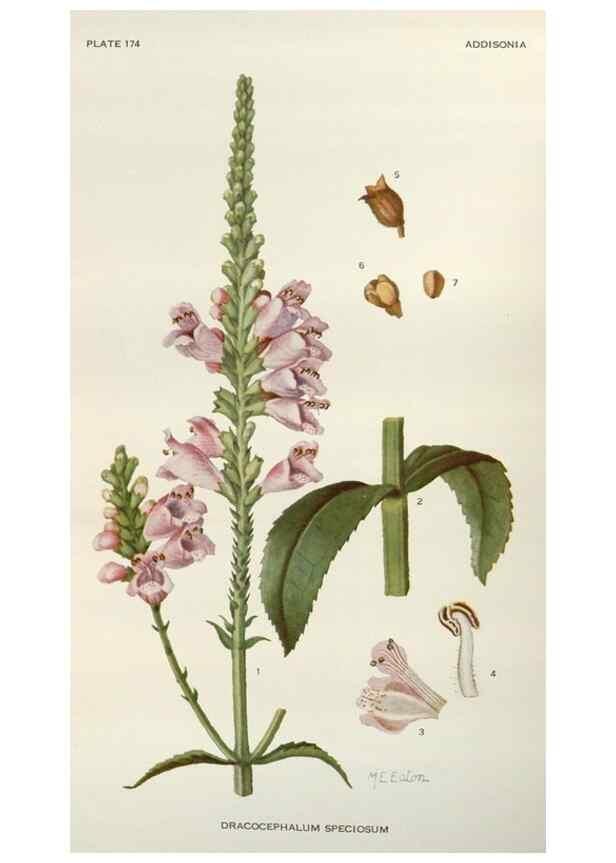 Reproducción/Reproduction 29940694281: Addisonia :. New York :New York Botanical Garden,1916-[1964].
