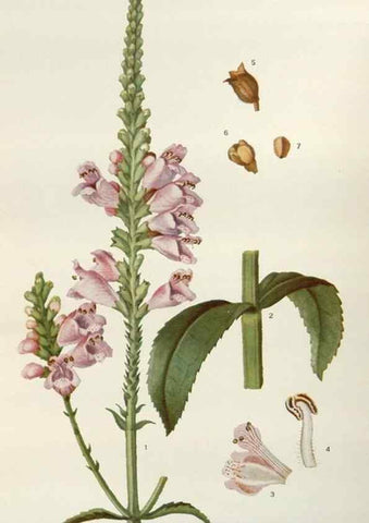 Reproducción/Reproduction 29940694281: Addisonia :. New York :New York Botanical Garden,1916-[1964].