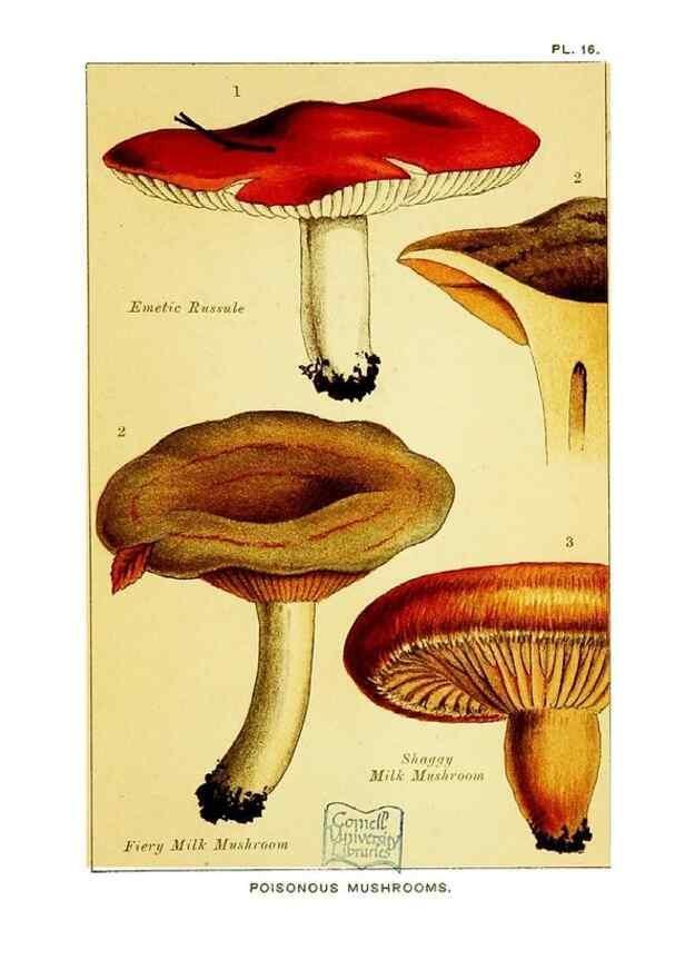Reproducción/Reproduction 29989904205: Edible and poisonous mushrooms:. London,E. & J. B. Young,1894.
