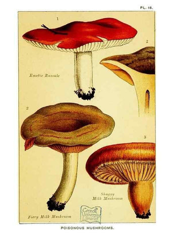 Reproducción/Reproduction 29989904205: Edible and poisonous mushrooms:. London,E. & J. B. Young,1894.