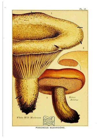 Reproducción/Reproduction 29989906965: Edible and poisonous mushrooms:. London,E. & J. B. Young,1894.