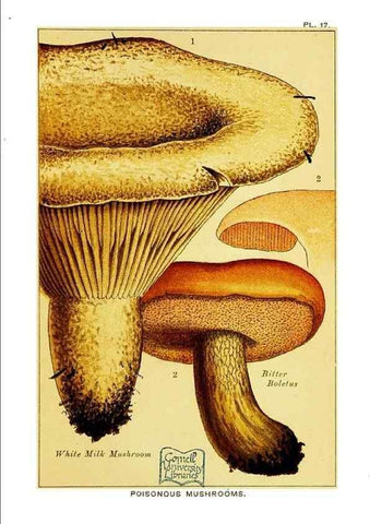 Reproducción/Reproduction 29989906965: Edible and poisonous mushrooms:. London,E. & J. B. Young,1894.