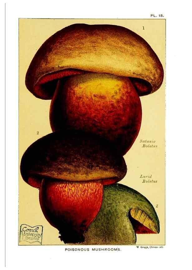 Reproducción/Reproduction 29955755496: Edible and poisonous mushrooms:. London,E. & J. B. Young,1894.