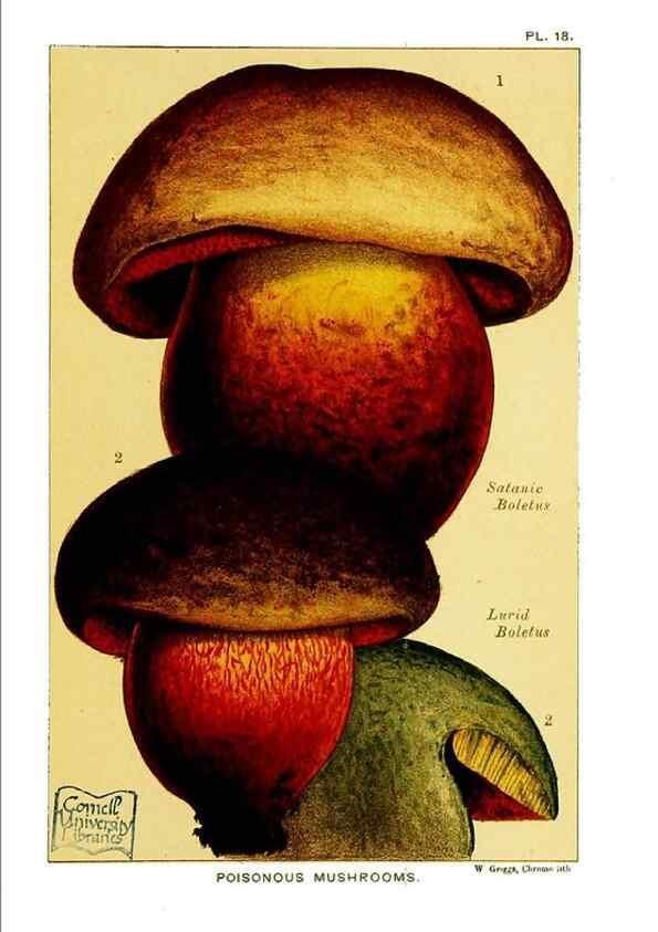 Reproducción/Reproduction 29955755496: Edible and poisonous mushrooms:. London,E. & J. B. Young,1894.