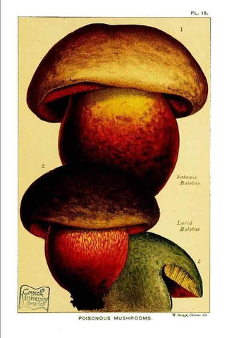 Reproducción/Reproduction 29955755496: Edible and poisonous mushrooms:. London,E. & J. B. Young,1894.