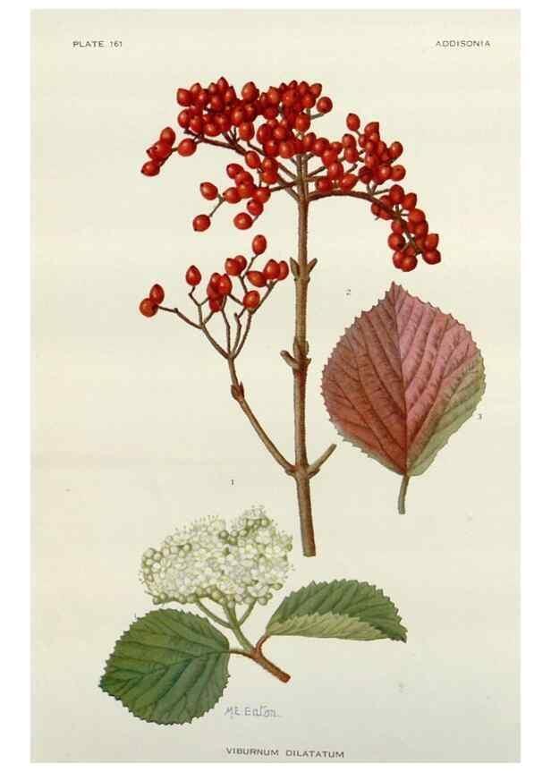Reproducción/Reproduction 29910424172: Addisonia :. New York :New York Botanical Garden,1916-[1964].