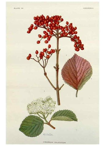Reproducción/Reproduction 29910424172: Addisonia :. New York :New York Botanical Garden,1916-[1964].
