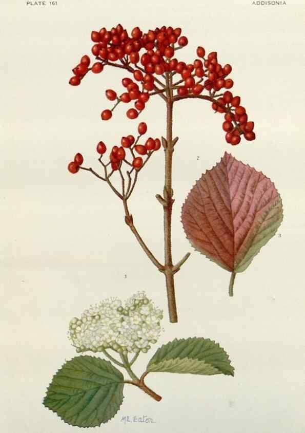 Reproducción/Reproduction 29910424172: Addisonia :. New York :New York Botanical Garden,1916-[1964].