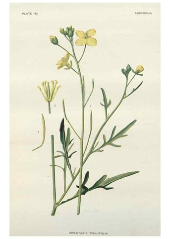 Reproducción/Reproduction 29910429182: Addisonia :. New York :New York Botanical Garden,1916-[1964].