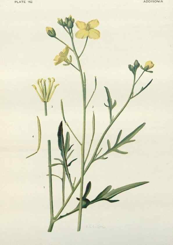Reproducción/Reproduction 29910429182: Addisonia :. New York :New York Botanical Garden,1916-[1964].