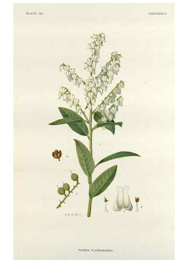 Reproducción/Reproduction 29940635311: Addisonia :. New York :New York Botanical Garden,1916-[1964].