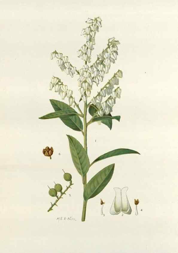 Reproducción/Reproduction 29940635311: Addisonia :. New York :New York Botanical Garden,1916-[1964].