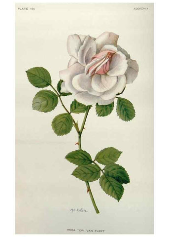 Reproducción/Reproduction 29910437162: Addisonia :. New York :New York Botanical Garden,1916-[1964].