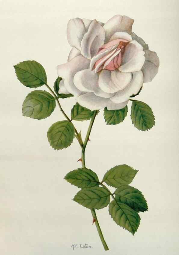 Reproducción/Reproduction 29910437162: Addisonia :. New York :New York Botanical Garden,1916-[1964].