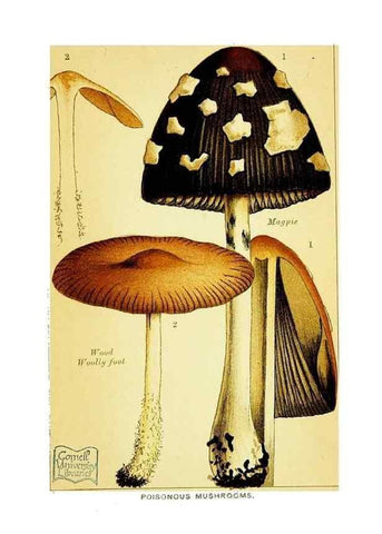 Reproducción/Reproduction 29989898295: Edible and poisonous mushrooms:. London,E. & J. B. Young,1894.
