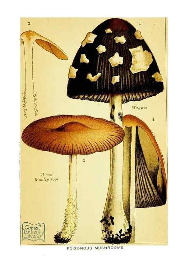 Reproducción/Reproduction 29989898295: Edible and poisonous mushrooms:. London,E. & J. B. Young,1894.