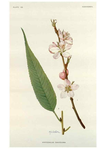 Reproducción/Reproduction 29940644061: Addisonia :. New York :New York Botanical Garden,1916-[1964].
